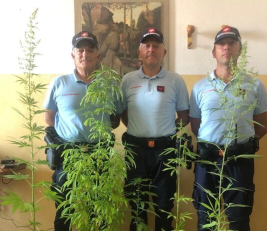 Castiglion Fiorentino: 43enne arrestato per coltivazione di sostanze stupefacenti