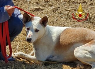 Per inseguire un istrice due cani sono rimasti incastrati in una tubazione, salvati dai vigili del fuoco