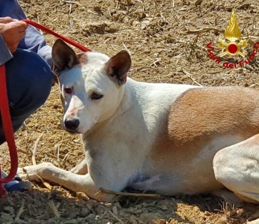 Per inseguire un istrice due cani sono rimasti incastrati in una tubazione, salvati dai vigili del fuoco