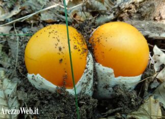 Funghi: Coldiretti, con le prime piogge parte la stagione della raccolta