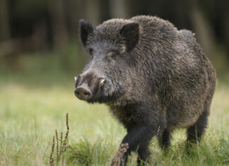 A Cortona allarme cinghiali. Meoni: «Situazione insostenibile»