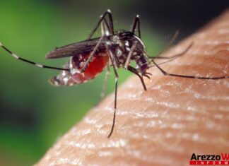 Disinfestazione scuole materne ed elementari di Castiglion Fiorentino
