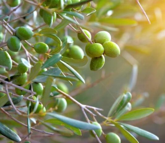 Olivi a Cortona, comune ringrazia i coltivatori