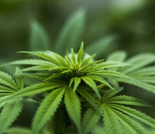 “Canapa, coltivazione e attuali impieghi” La riscoperta di un’antica coltura per aiutare le imprese, l’ambiente e la salute