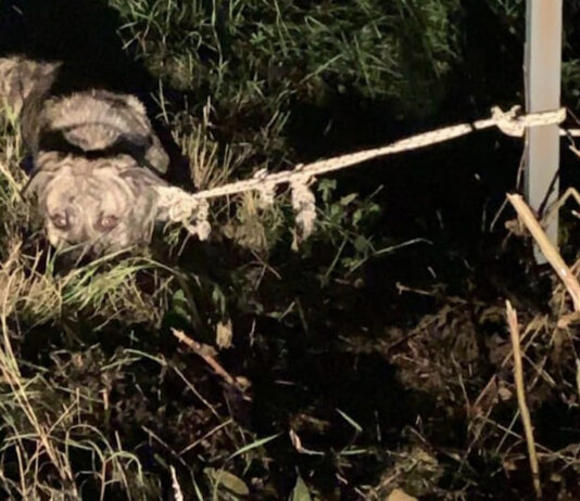 Lo legano ad un palo e lo abbandonano, è successo ieri sera nella zona Esselunga-Santa Firmina