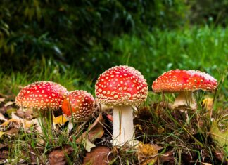 50 persone intossicate da funghi