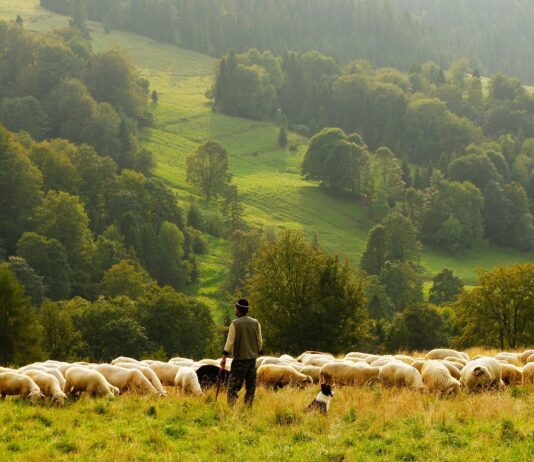 Danni da predazione, indennizzi per oltre 363mila euro