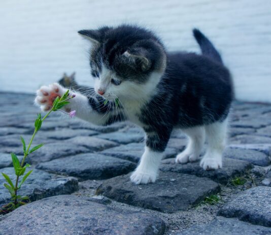Castiglion Fiorentino e le colonie feline: cosa sono, come si gestiscono e chi ne è responsabile
