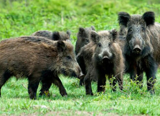 LEGA: “Bocciata nostra mozione che tendeva a contrastare l’emergenza ungulati: notevoli criticità in Valdichiana”
