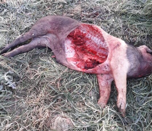 Il lupo torna ad aggredire in Valdichiana