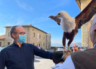 Cortona, falchi in azione per allontanare i piccioni