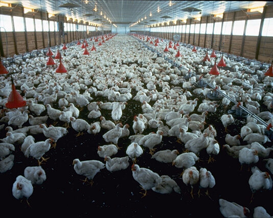 Focolai di aviaria nel veronese, scattano le misure di contenimento