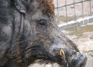 Castiglion F.no, quattro cinghiali sequestrati dai Forestali e poi confiscati