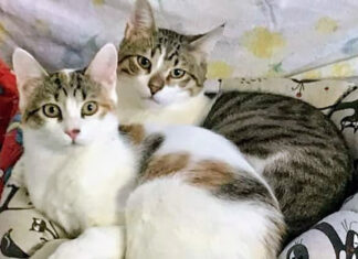 Svolta epocale, ambiente e tutela degli animali entrano nella Costituzione italiana