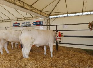 Cortona, 67esima edizione della Mostra dei Bovini di Razza Chianina: grande successo per gli allevatori di Cia Arezzo
