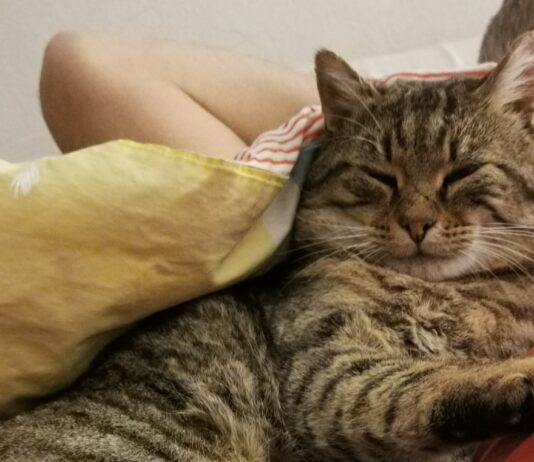 A Foiano si è smarrito il gatto Ringo, l’accorato appello dei proprietari