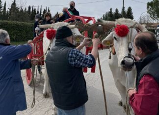 Cortona, inaugurata la Mostra dei bovini di razza Chianina
