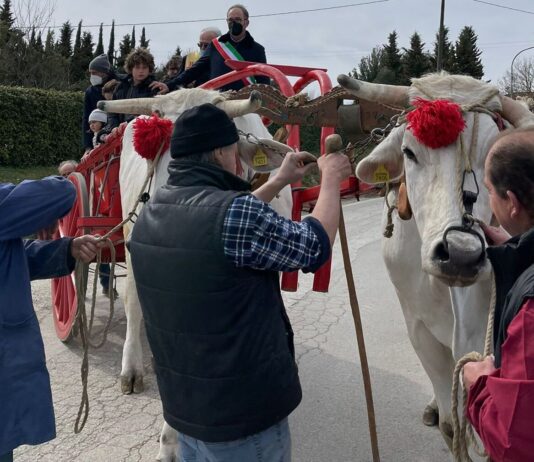 Cortona, inaugurata la Mostra dei bovini di razza Chianina