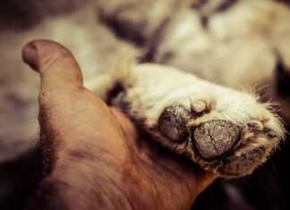 A Cortona “Cani ed emozioni”: la mostra di foto che sostiene il canile di Ossaia