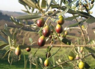 Castiglion Fiorentino combatte la mosca dell’olivo: al via il monitoraggio