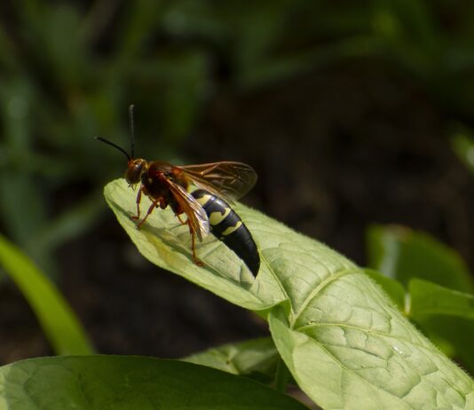 Il vicedirettore della Procura svedese, Erik Olsen, è stato trovato a casa, deceduto a causa di una puntura d’ape