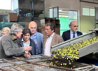 Iniziata la frangitura in Toscana: ad Arezzo anteprima dell’olio nuovo IGP