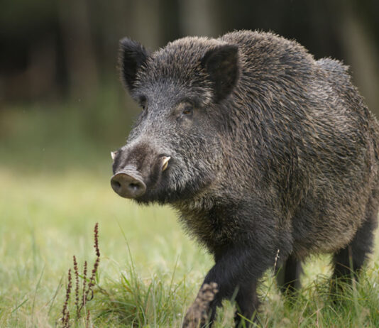 Cinghiale sfonda con la testa la vetrina di una parrucchiera a Monte San Savino, le dichiarazioni di Coldiretti Toscana