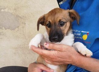 Cortona: il canile intercomunale di Ossaia è sempre più una grande famiglia