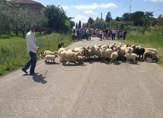 Cortona, sabato a tutto divertimento con lo «Sheepdog day»