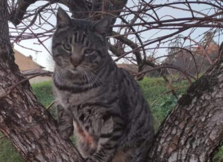 “E’ speciale”: Giani dedica un post a Giuliano, il gatto di Castiglion Fiorentino