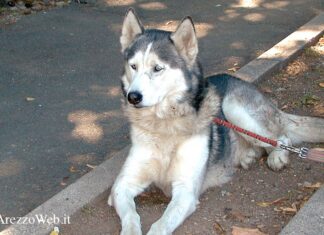 Benedizione degli animali. Domenica 22 gennaio alla Chiesa della Collegiata