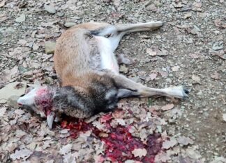Sbranati sei mufloni al Parco di Lignano: stasera l’assemblea del Comitato Emergenza Lupo Arezzo