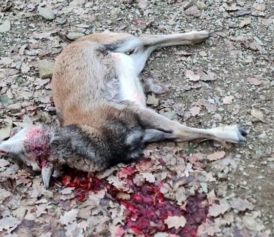 Sbranati sei mufloni al Parco di Lignano: stasera l’assemblea del Comitato Emergenza Lupo Arezzo