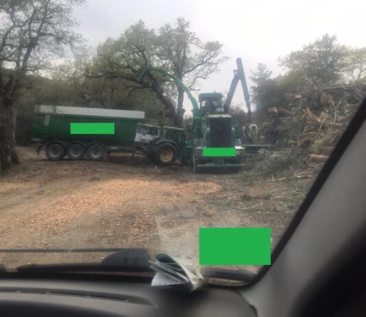 Gargonza: chiusa una delle più importanti indagini sul settore forestale