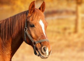 Palio dei Rioni: riconfermati ambulanza veterinaria e servizi della clinica “Il Ceppo”