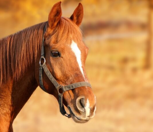 Palio dei Rioni: riconfermati ambulanza veterinaria e servizi della clinica “Il Ceppo”