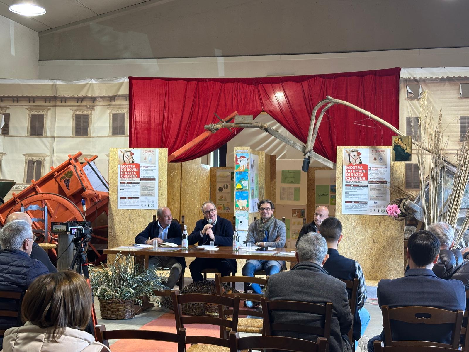 A Cortona torna la Mostra dei bovini di razza Chianina