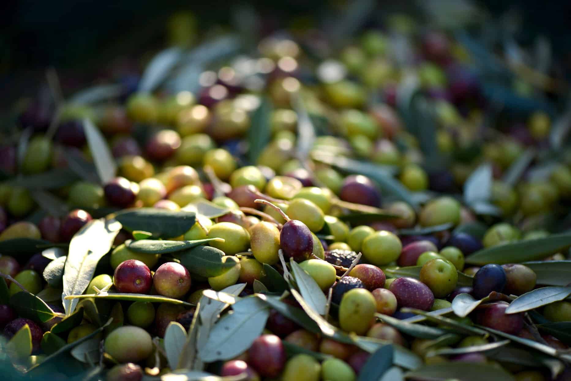 olive-olivo-raccolta.jpeg