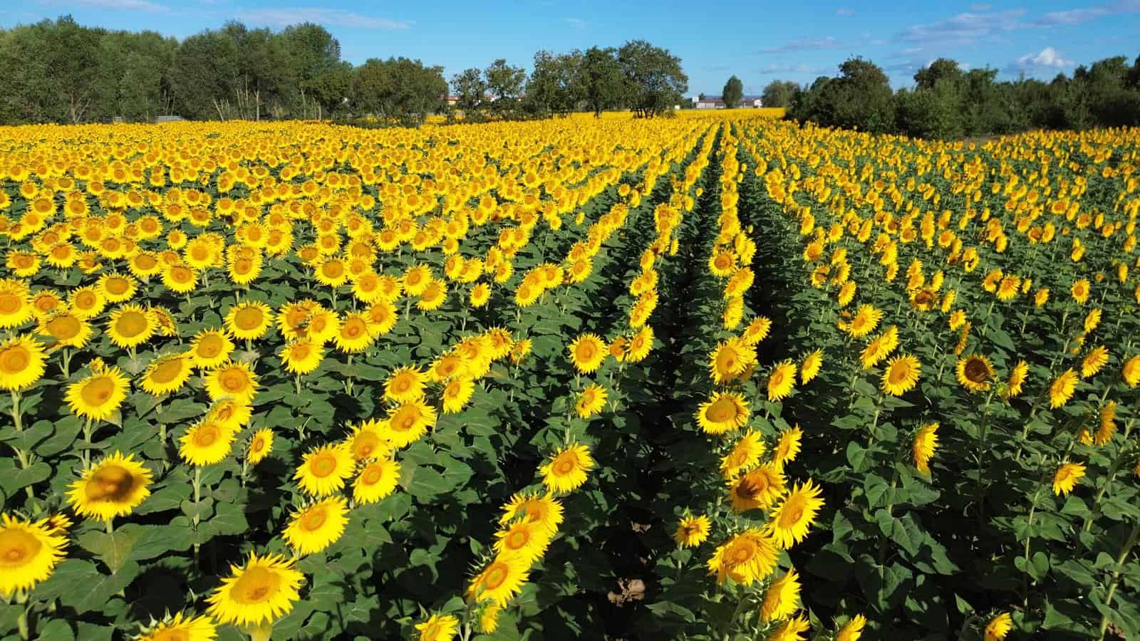 sunflower-cortona-03.jpeg
